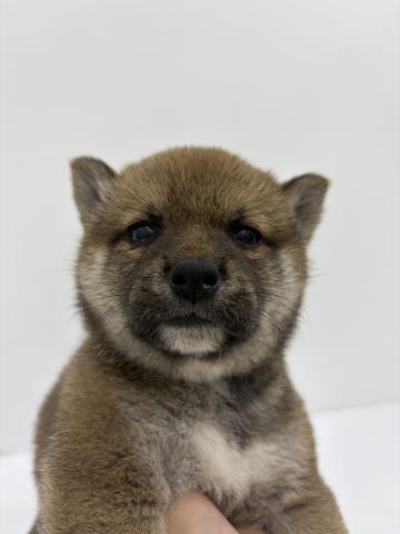 柴犬