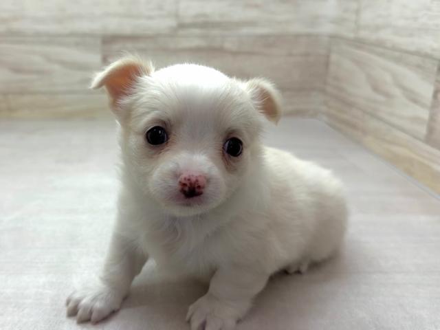 チワワ