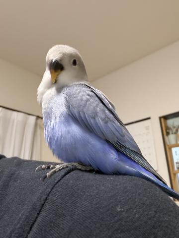 コザクラインコ