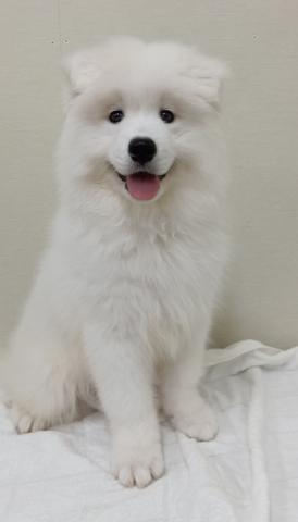 サモエド