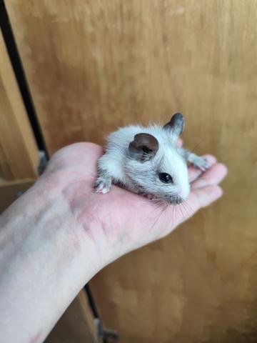 デグー