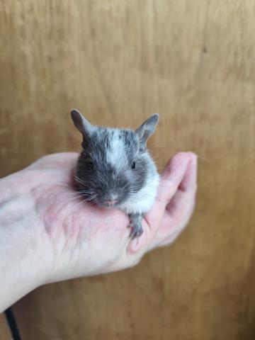 デグー