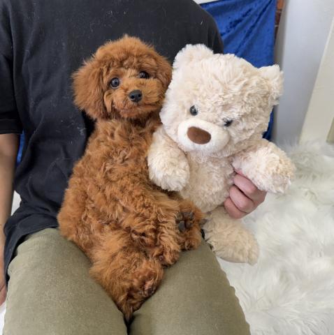 トイプードル成犬時2.5kg程予想