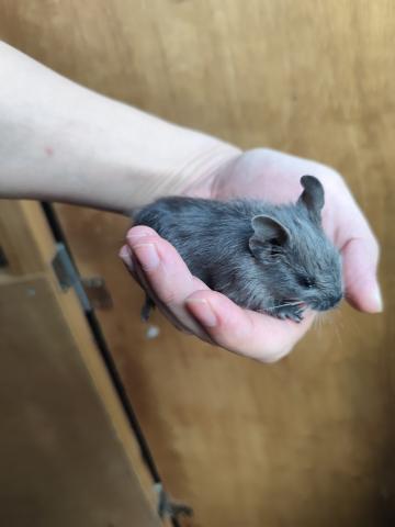 デグー