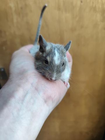 デグー