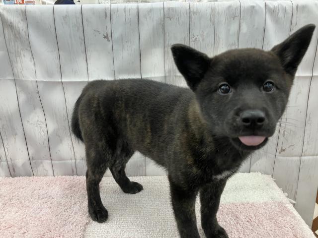 MIX 柴犬×甲斐犬