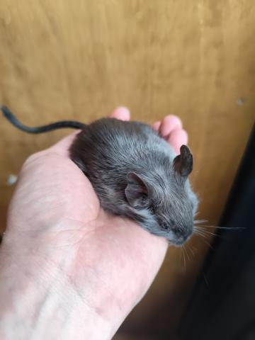 デグー