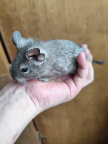 デグー