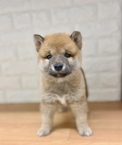 柴犬