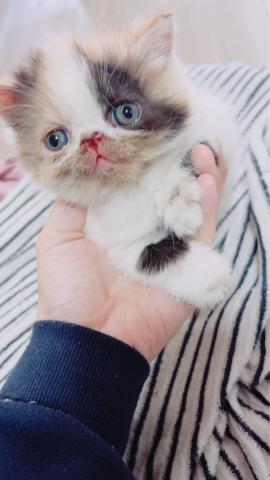 エキゾチックショートヘアー