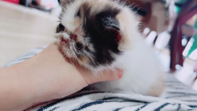エキゾチックショートヘアー