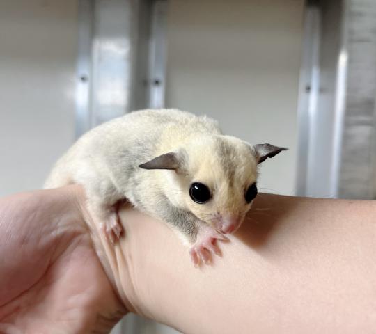 プラチナ