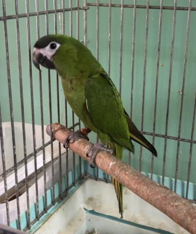 コミドリコンゴウインコ