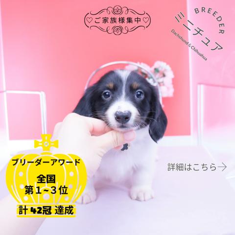 ミニチュアダックスフンド　ロング