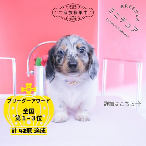 ミニチュアダックスフンド　ロング