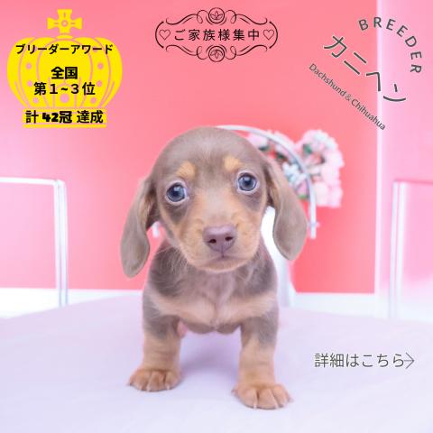 カニヘンダックスフンド　スムース