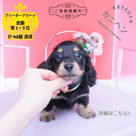 カニヘンダックスフンド　ロング