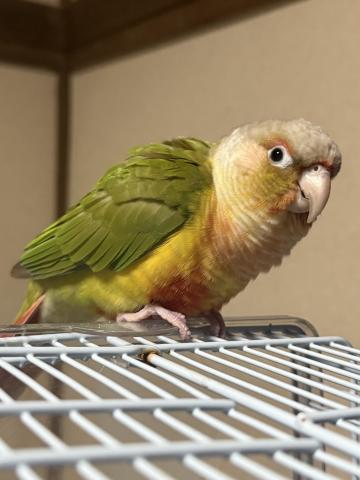 ウロコインコ　パイナップル