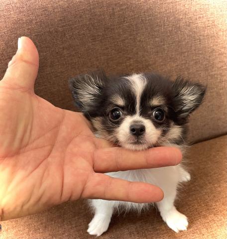 チワワ（ロングコート）【ワンニャン購入サポート開催中】小さくて可愛い子🌸おトイレは覚えた賢い子🌸