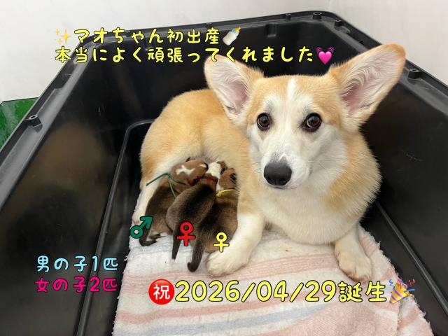 ウェルシュコーギーペンブローク
