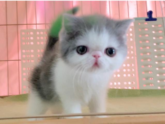 エキゾチックショートヘアー