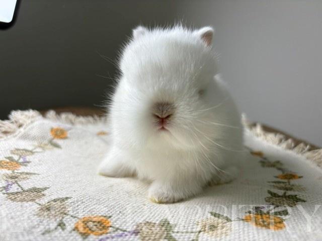 ネザーランドドワーフ