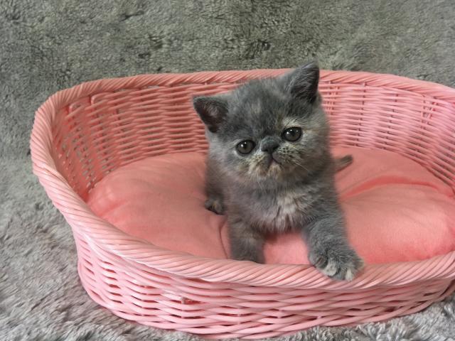 エキゾチックショートヘアー