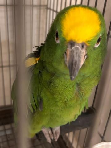 キビタイボウシインコ