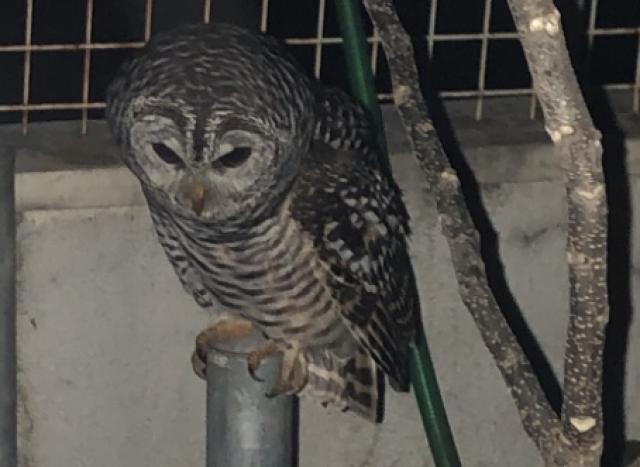 アカアシモリフクロウ　飼いこみ