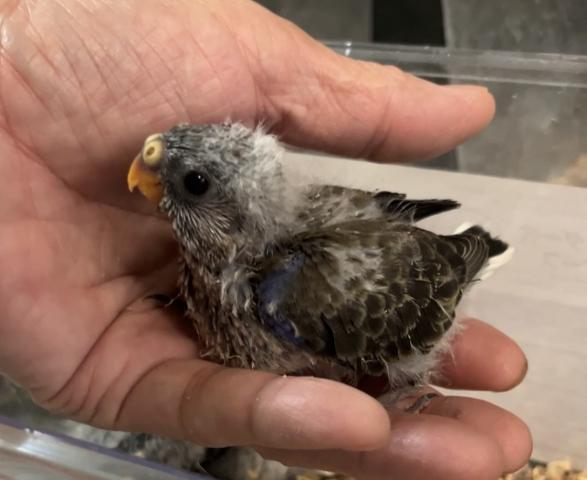 アキクサインコ　ノーマル