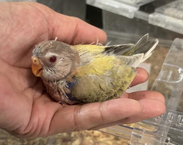 アキクサインコ　イエローファロー