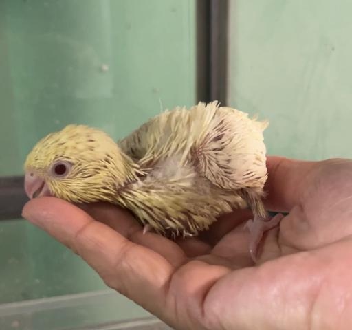 サザナミインコ　クリームイノ