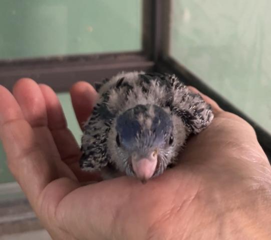 サザナミインコ　コバルト