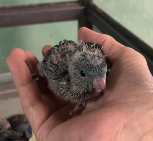 サザナミインコ　ターコイズ