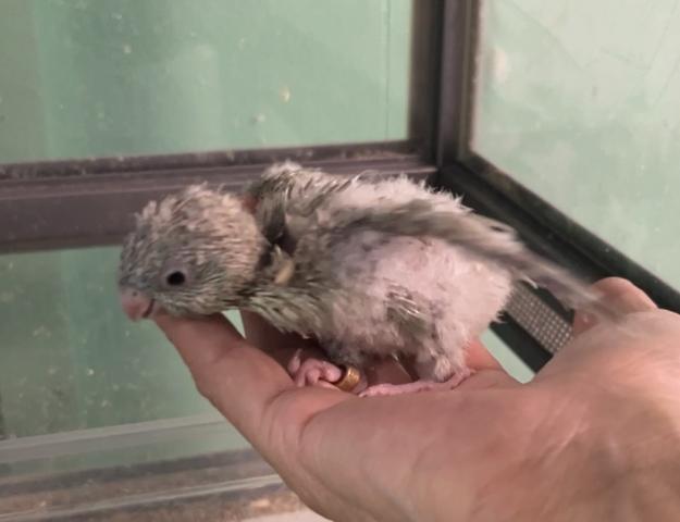 サザナミインコ　SLGターコイズ
