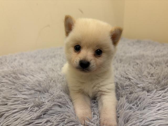 MIX(父ポメラニアン×母豆柴犬)