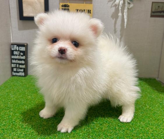 ポメラニアン
