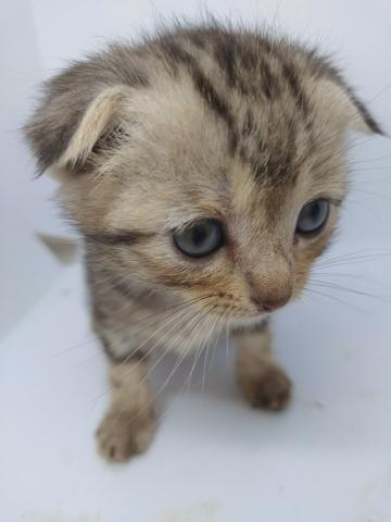 スコティッシュフォールドこの度スコティッシュのブリードを辞める為、破格です
