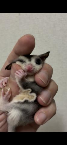 モザイク