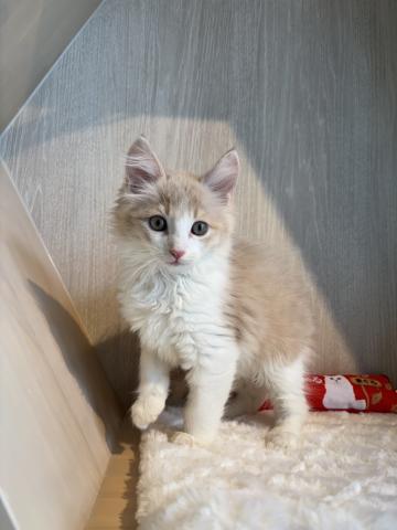 ノルウェージャンフォレストキャット4219