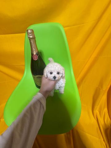 トイプードル1.5kg成犬時予想極小マイクロティーカッププードル😃