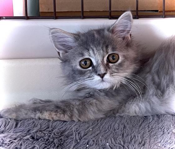 サイベリアン【ワンプライス特価】レアカラー💕ブルークリームタビーの可愛い子💕 放し飼いトレーニング済み💕即お迎えできます🌸お問い合わせ7件入ってます🌸