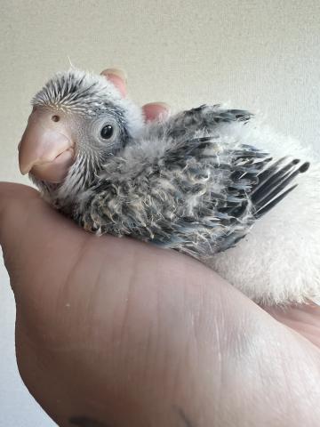 オキナインコ
