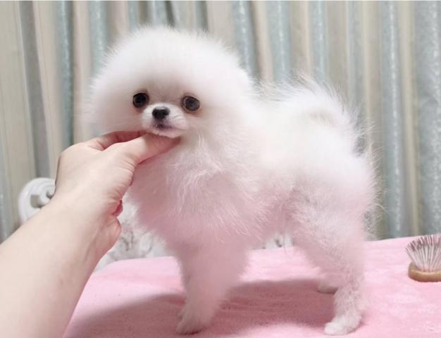 ポメラニアン