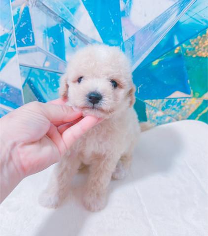 MIXビションプー