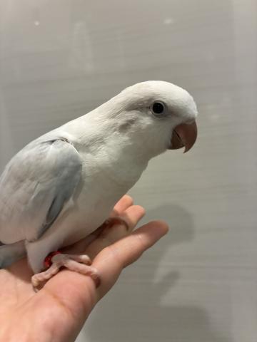 オキナインコ