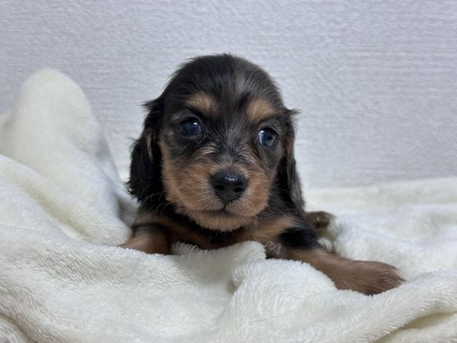 ミニチュアダックスフンド