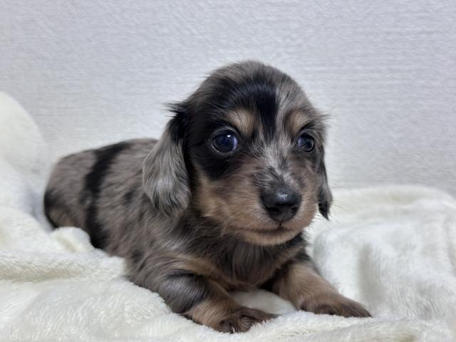 ミニチュアダックスフンド