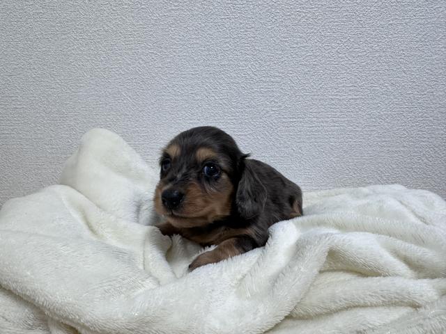 ミニチュアダックスフンド