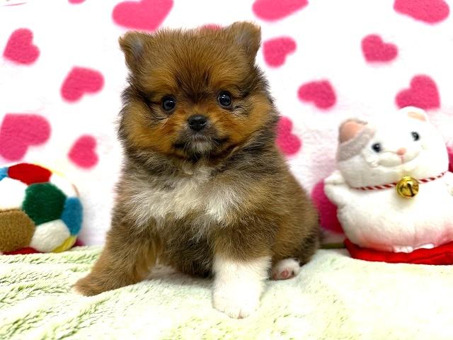 ポメラニアン